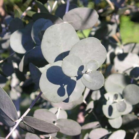 Eucalyptus (Eucalyptus Gunnii) - Godet - Taille 30/50cm