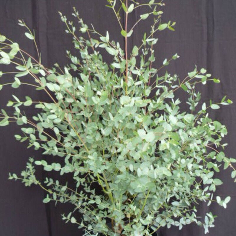 Eucalyptus gunni/Pot de 4L