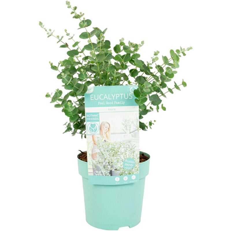 Eucalyptus Gunnii Azura P15H25