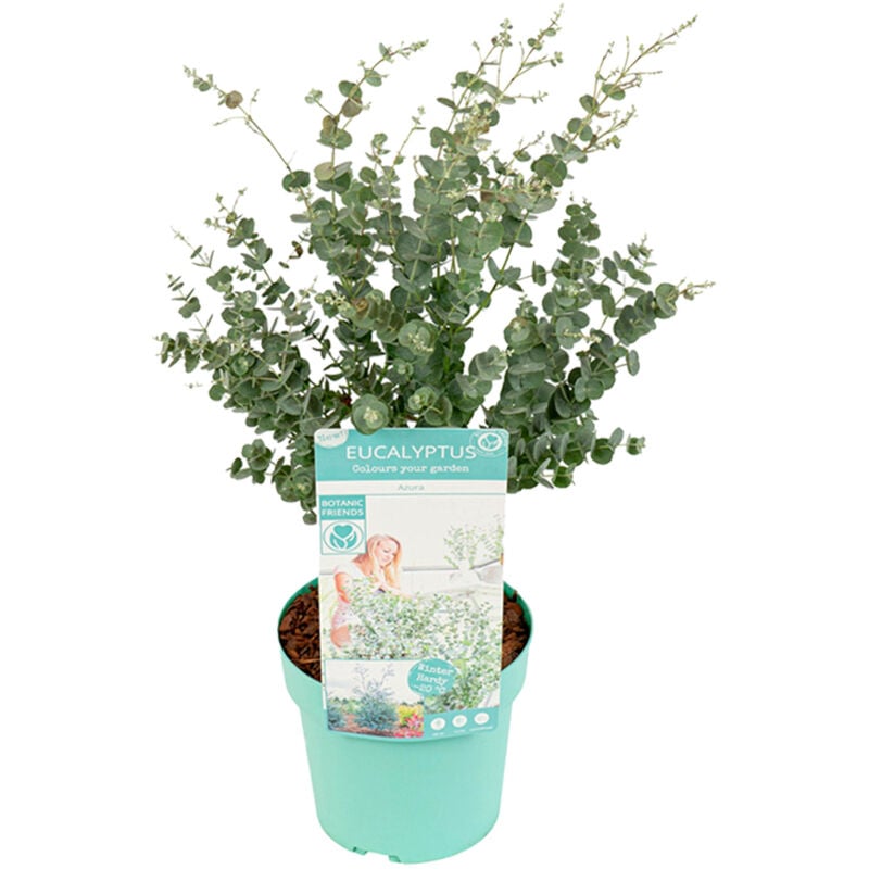 Eucalyptus Gunnii Azura P19H40