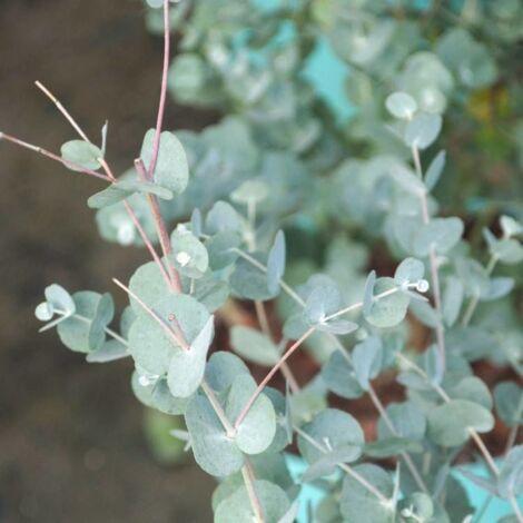 Eucalyptus gunnii Azura® | Pot de 2 L - 40/60 cm