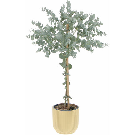 Eucalyptus Gunnii con Eco-Vaso Butter Yellow - Alberello di Eucalipto - H 70-80 Vaso Ø 15 cm