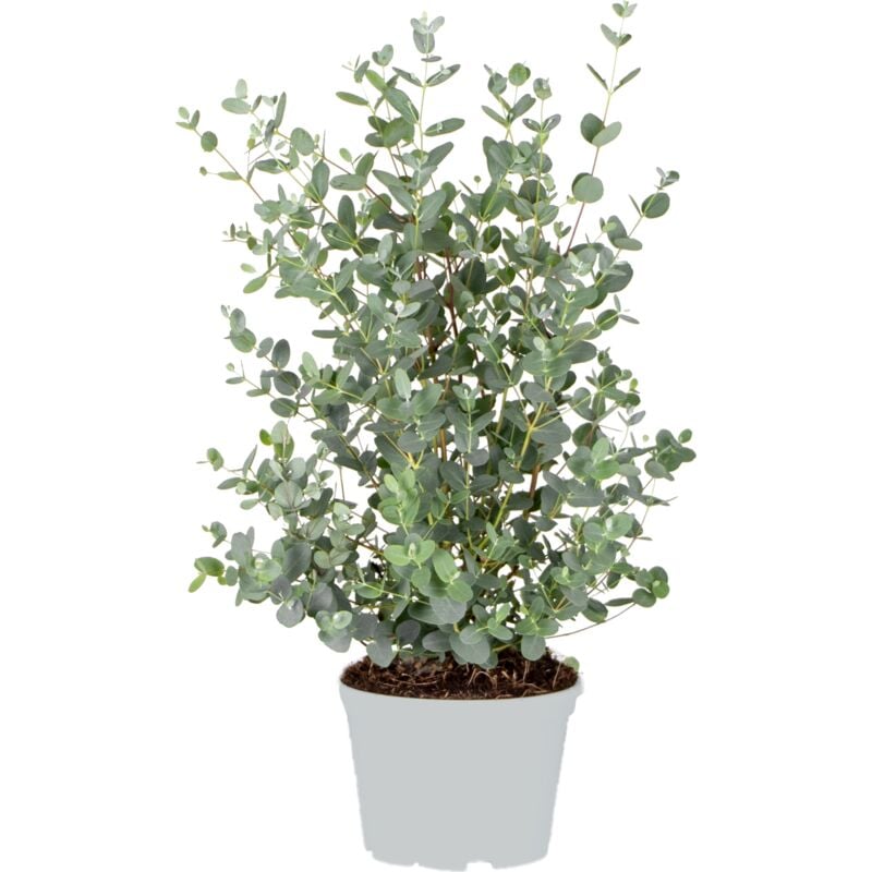 Eucalyptus gunnii P17H50