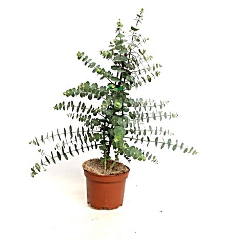 Eucalyptus Gunnii. Planta exterior. Maceta 17cm