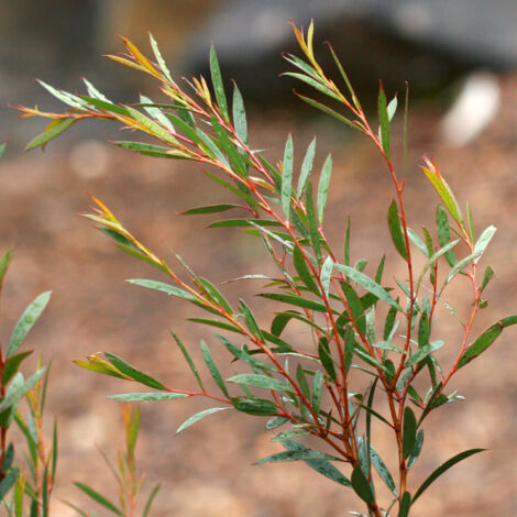 Eucalyptus moorei subsp moorei Pot de 4L/5L, Pot anti-chignon