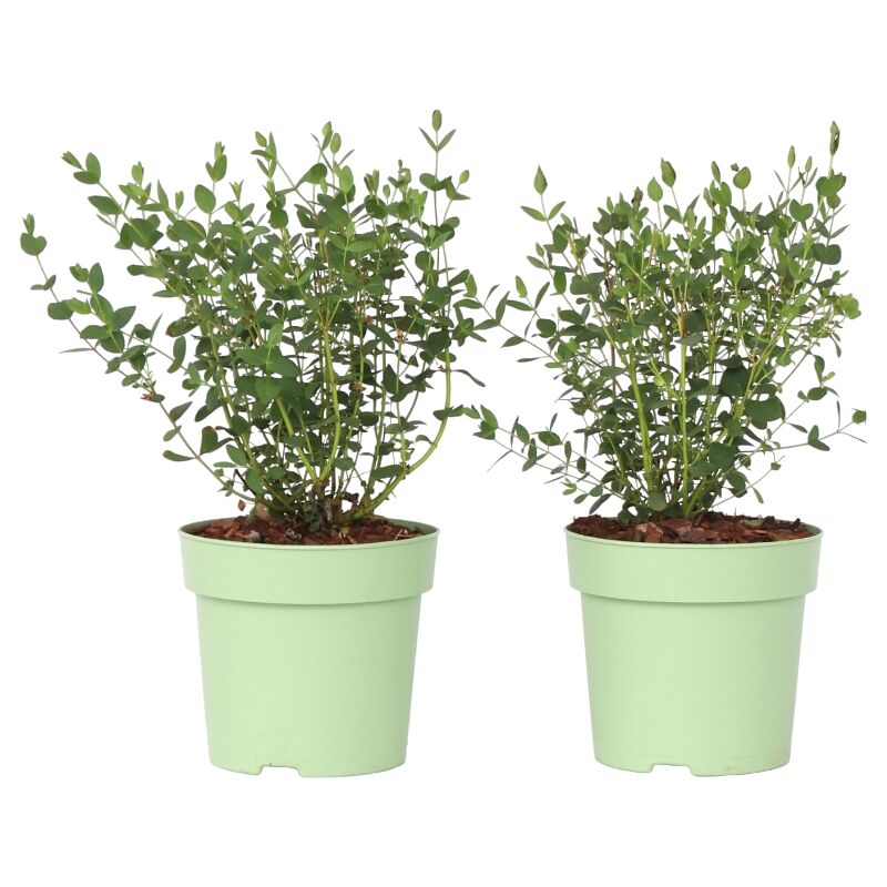 Gommier - Set de 2 - Eucalyptus parvifolia 'Oliva' - Hauteur 35-45cm - ⌀15cm