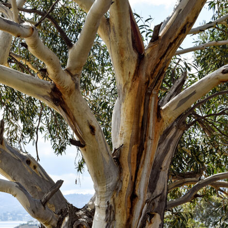 Eucalyptus pauciflora subsp niphophila Mt Bogong - Gommier des neiges - Pot de 4L/5L