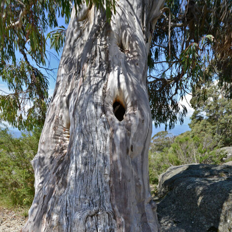 Eucalyptus pauciflora subsp pauciflora Buffalo - Gommier des neiges Pot de 4L/5L, Pot anti-chignon