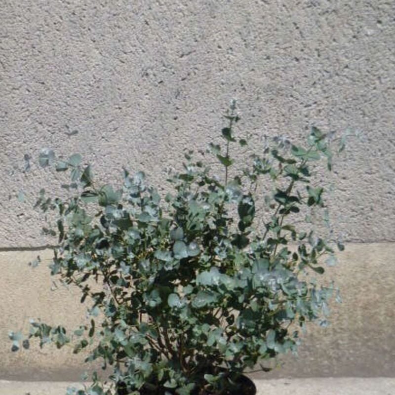 Eucalyptus pulverulenta Baby Blue/Pot de 4L