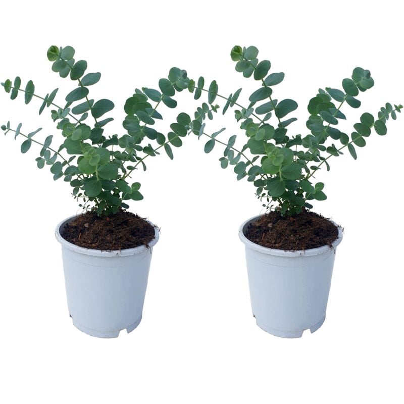 Plant In A Box - Eucalyptus Pulverulenta 'Bleu bébé' - Set de 2 - Pot 13cm - Hauteur 25-40cm - Vert