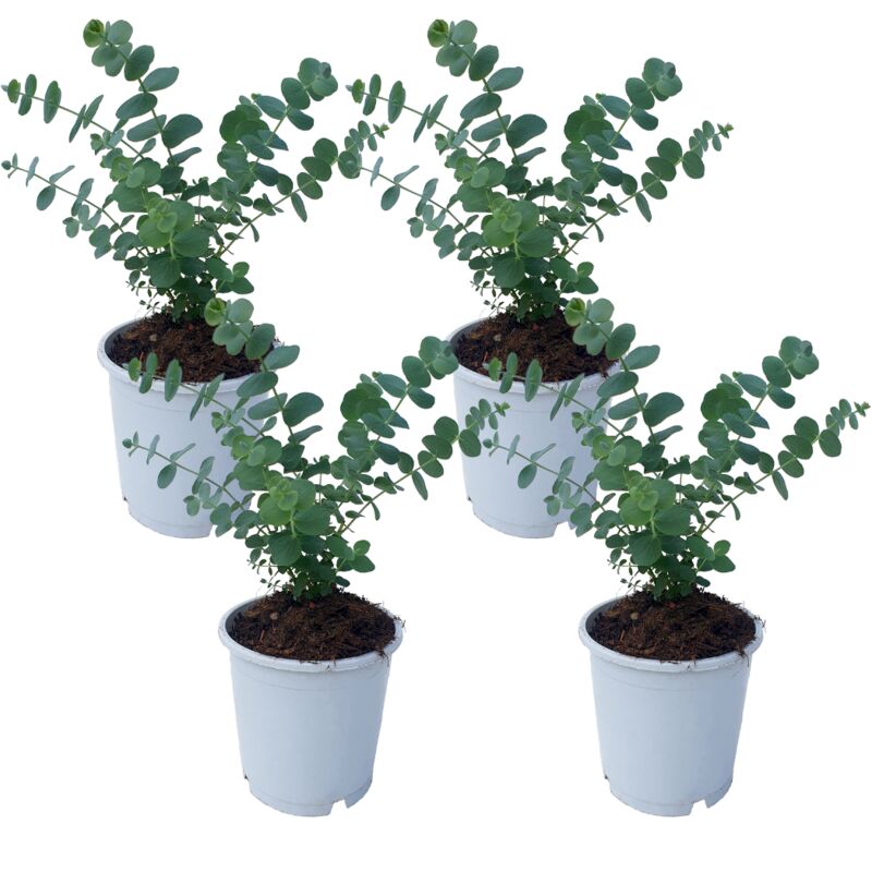 Eucalyptus Pulverulenta 'Bleu bébé' - Set de 4 - Pot 12cm - Hauteur 25-40cm - Vert