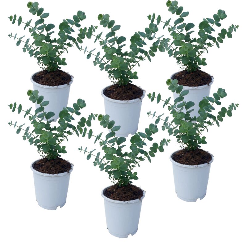 Plant In A Box - Eucalyptus Pulverulenta 'Bleu bébé' - Set de 6 - Pot 12cm - Hauteur 25-40cm - Vert