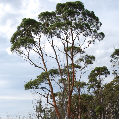 Eucalyptus rodwayi - Eucalyptus ou Gommier des marais Pot de 4L/5L, Pot anti-chignon