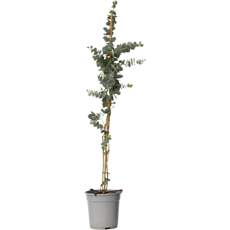 Plant In A Box - Gommier - Eucalyptus cinerea 'Silver Dollar' - Hauteur 100-110cm - ⌀19cm