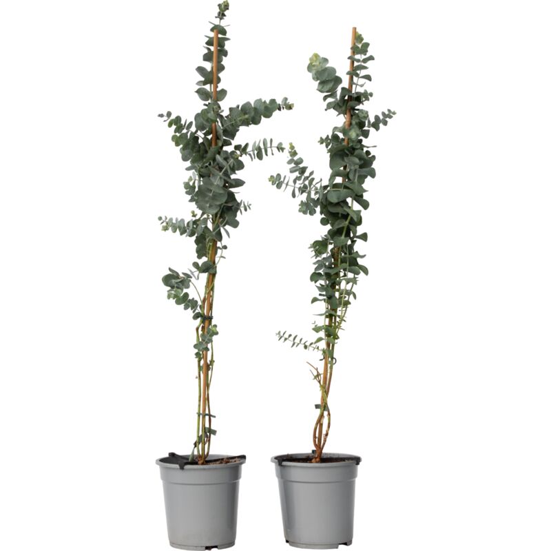 Plant In A Box - Gommier - Set de 2 - Eucalyptus cinerea 'Silver Dollar' - H100-110cm - ⌀19cm