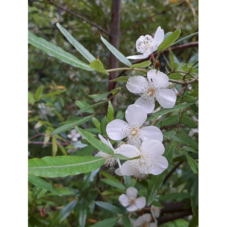 Eucryphia de Moore Pot de 4L/5L