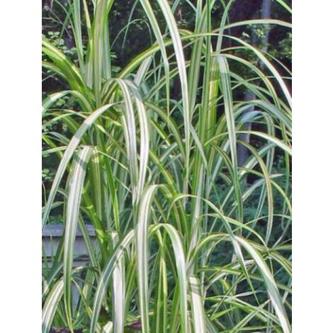 Eulalie, Roseau de Chine 'Cabaret' Godet de 8/9 cm