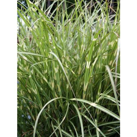 Eulalie, Roseau de Chine 'Little Zebra'® Godet de 8/9 cm