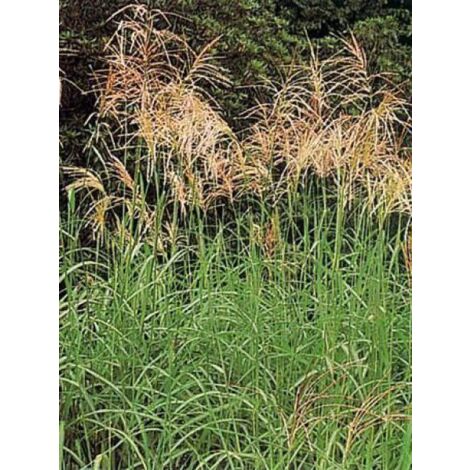 Eulalie, Roseau de Chine 'Silberfeder' Pot de 2L/3L