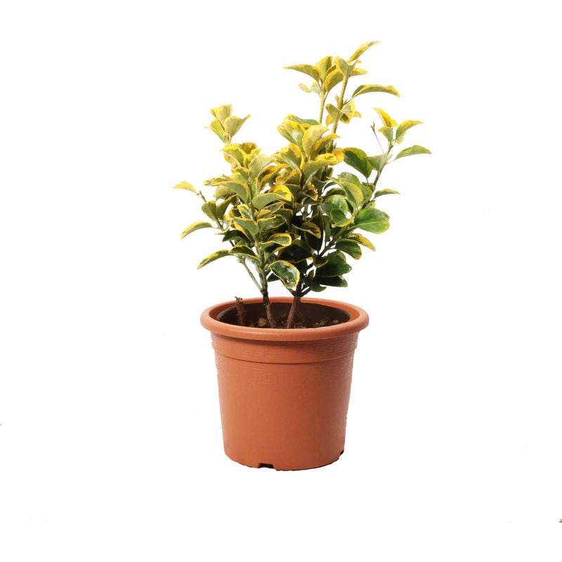 Euonymus Japonicus Aurea - Evonimo Giapponese - Piante da Esterno - h 40-50 cm Vaso ø 18 cm