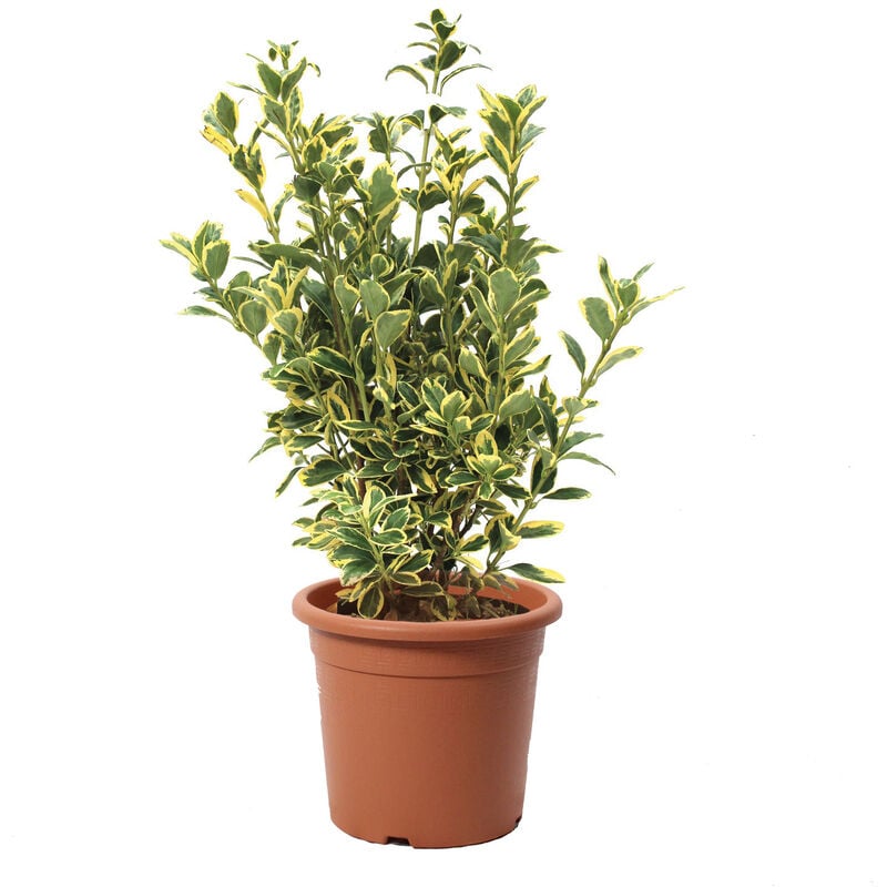 Kentis - Euonymus Japonicus Bravo - Evonimo - Piante da Esterno da Siepe - h 50-60 cm Vaso ø 20 cm