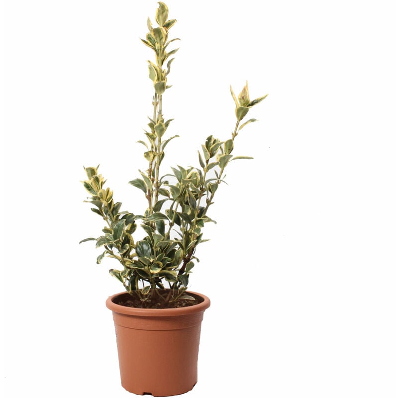 Kentis - Euonymus Japonicus Bravo - Evonimo - Piante da Esterno da Siepe - h 40-50 cm Vaso ø 18 cm