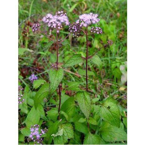 Eupatoire à port d'Ageratum Godet de 8/9 cm