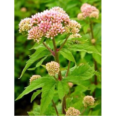 Eupatoire chanvrine 'Plenum' Godet de 8/9 cm