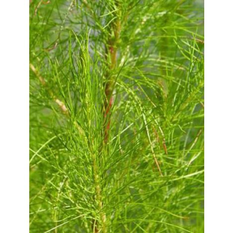 Eupatoire 'Elegant Plume' Godet de 8/9 cm