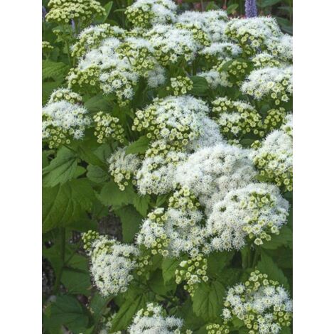 Eupatoire 'Lucky Melody' Godet de 8/9 cm