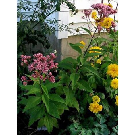 Eupatoire maculée 'Purple Bush' Godet de 8/9 cm