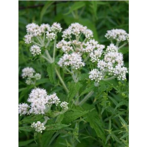 Eupatoire perfoliée Godet de 8/9 cm
