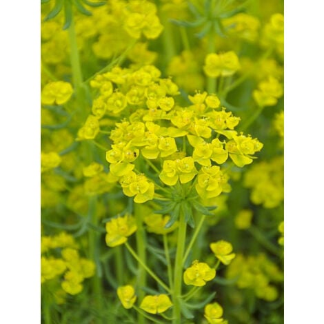 LE JARDIN DU PIC VERT Euphorbe 'Betten' Godet de 8/9 cm