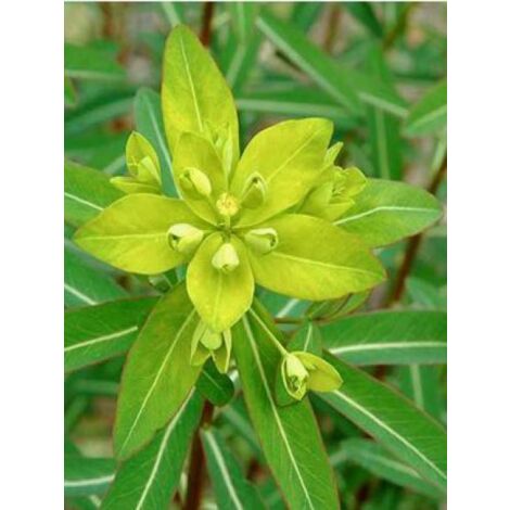 Euphorbe cornigera Godet de 8/9 cm