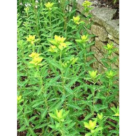 Euphorbe cornigera 'Golden Turm' Godet de 8/9 cm