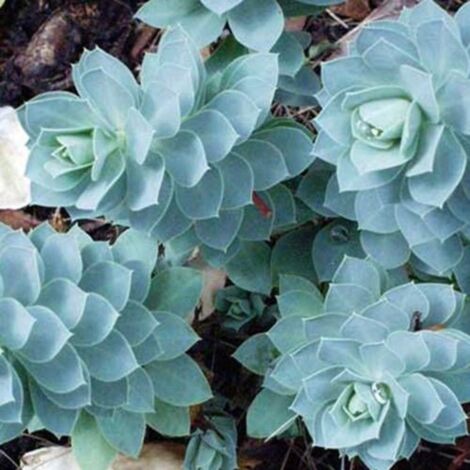 Euphorbe de Corse myrsinites/Pot de 4L - 40/60 cm
