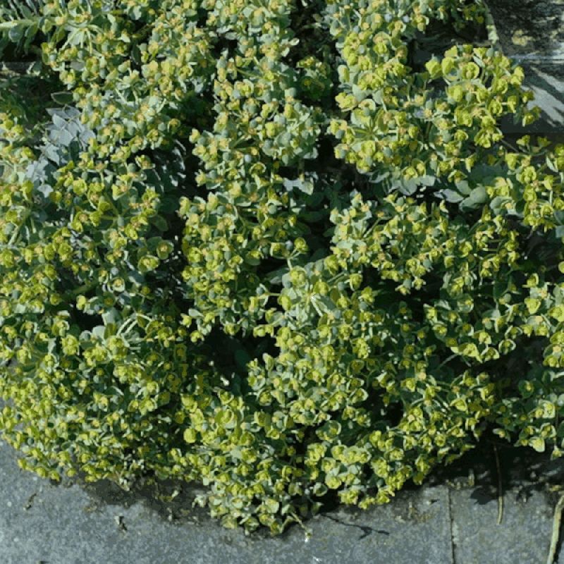 Euphorbe de Corse myrsinites/Pot de 3L