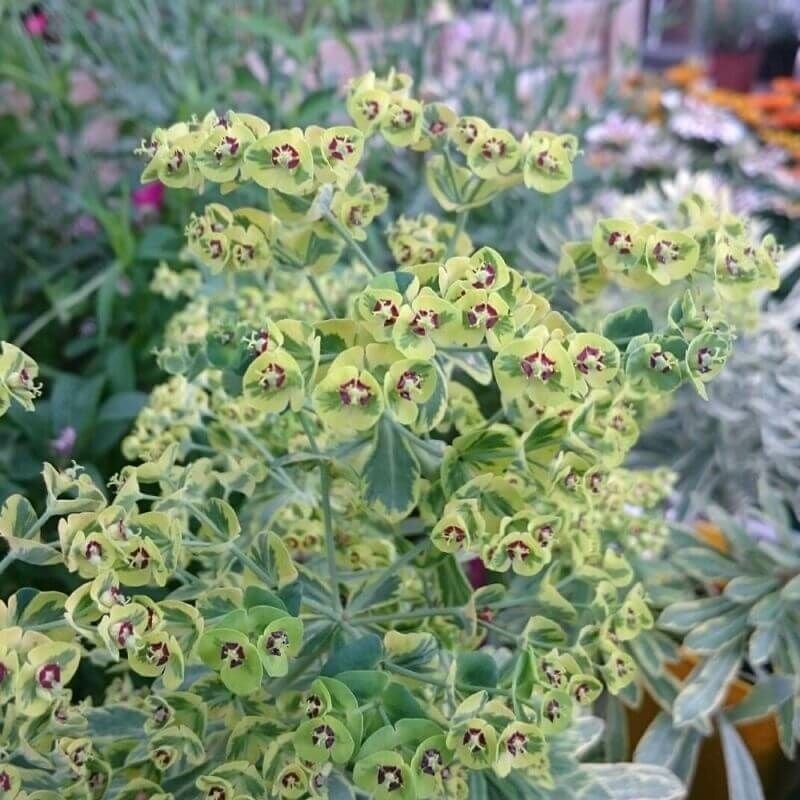 Pepinières Naudet - 2 Euphorbes de Martin 'Ascot Rainbow' (Euphorbia Martinii Ascot Rainbow) - Vendu par 2 - Lot de 2 godets