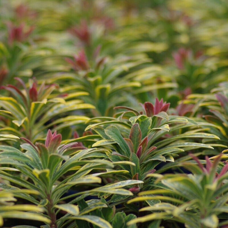 Euphorbe de Martin Ascot Rainbow/Pot de 3L