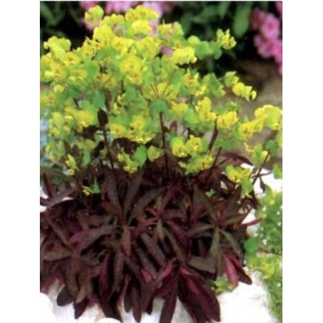 Euphorbe des bois 'Purpurea' Pot de 2L/3L