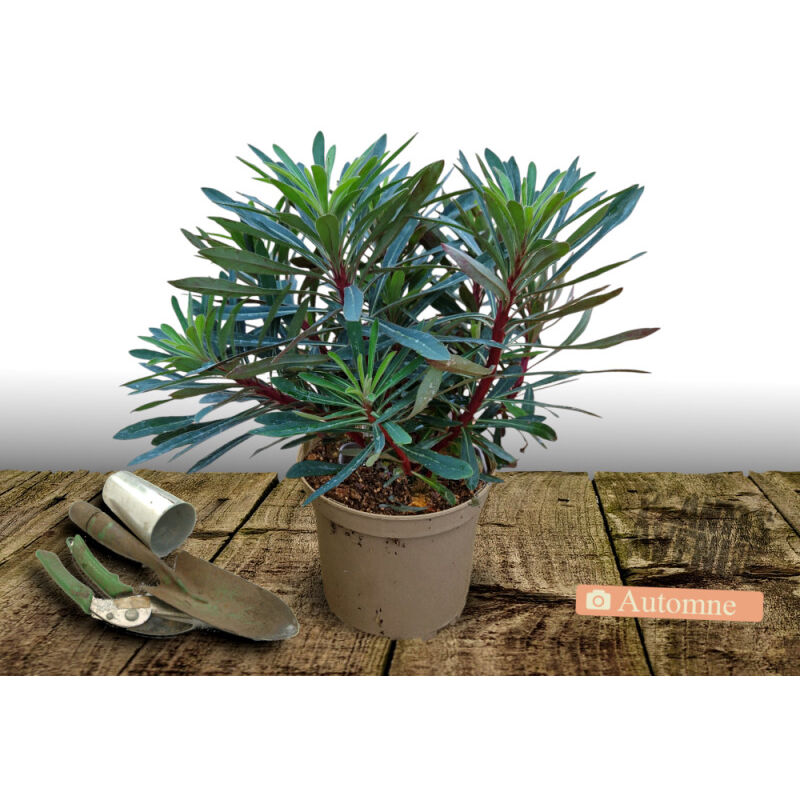 Euphorbe des bois Robbiae/Pot de 3L