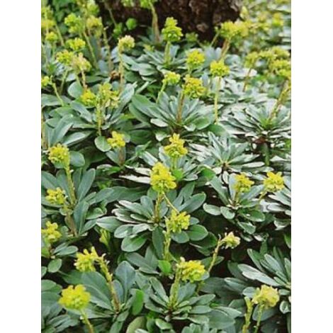 Euphorbe des bois 'Robbiae' Godet de 8/9 cm