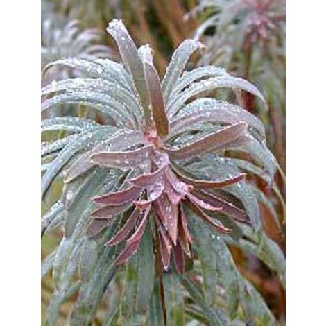 Euphorbe des vallons 'Purple And Gold' Godet de 8/9 cm