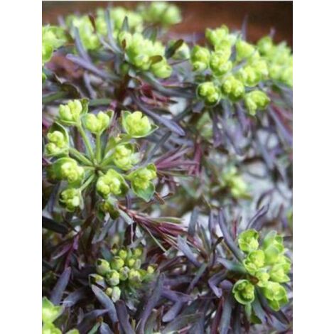 Euphorbe petit-cyprès 'Clarice Howard' Godet de 8/9 cm