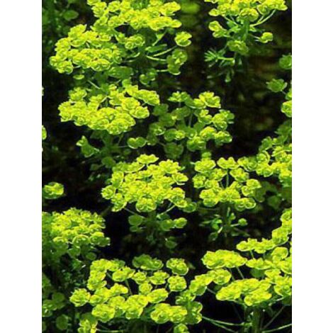 Euphorbe petit-cyprès Godet de 8/9 cm