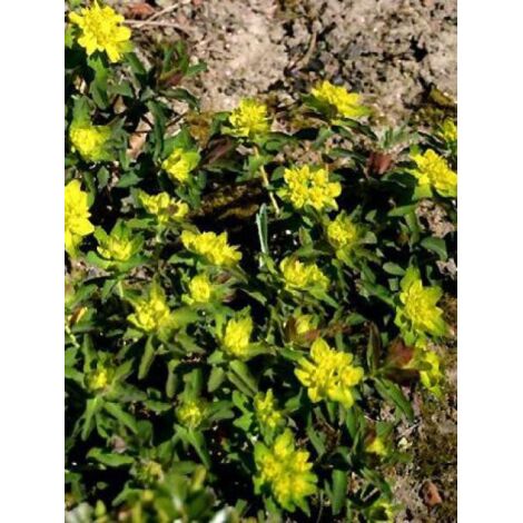 Euphorbe polychrome 'Purpurea' Godet de 8/9 cm