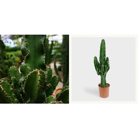 Euphorbia eritrea, cactus eritrea vaso 18cm H 130cm FOTO REALE
