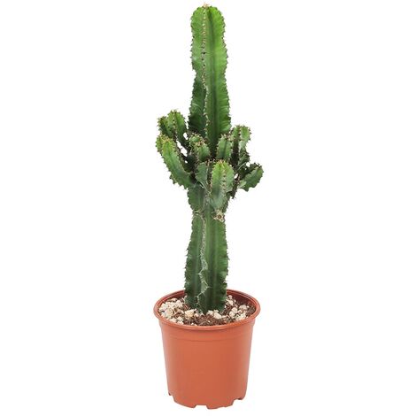 Euphorbia Eritrea - Cowboy Cactus - Pot 17cm - Hauteur 50-60cm