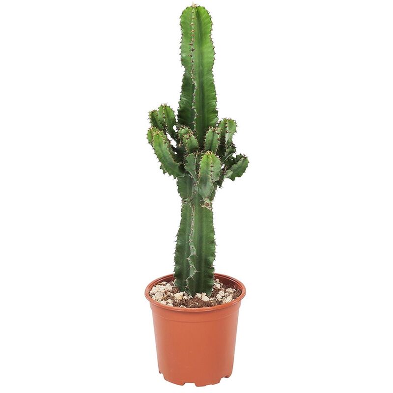 Plant In A Box - Euphorbia Eritrea - Cowboy Cactus - Pot 17cm - Hauteur 50-60cm - Vert