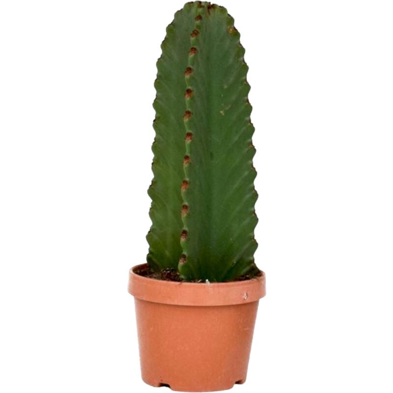 Plant In A Box - Euphorbia Ingens 'cactus cowboy' - cactus - pot 18cm - hauteur 40-50cm - Jaune